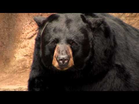 Zoo View Black Bear-Cincinnati Zoo