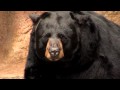 Zoo View Black Bear Cincinnati Zoo