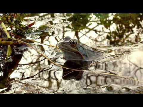 Le chant très doux du mâle de la grenouille rousse au moment des amours - Lartigau - Milhas - 31