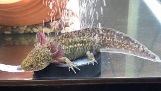 ウーパールーパー マーブル Watch Hd Mp4 Videos Download Free