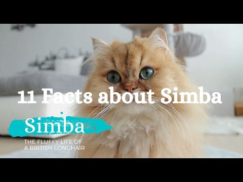 11 Facts about British Longhair Simba