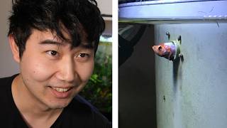 I found the GREATEST Fish Tank Subreddit of ALL TIME | Fish Tank Review 298