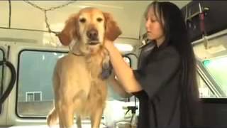 23 Aussie Mobile Pet Grooming Memphis Photography