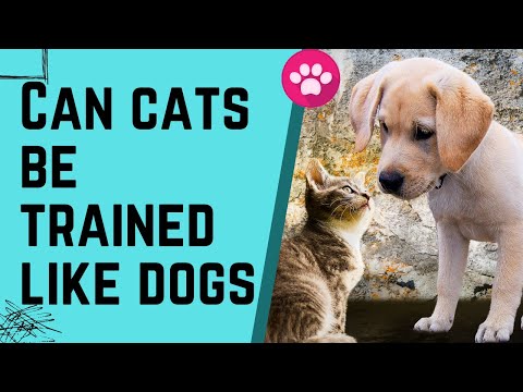 Can Cats be trained like Dogs? | Can we train cats like Dogs? |