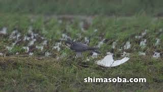 ヤツガシラとハヤブサのペア滞在中(動画あり)