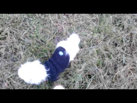 "Socializačná" prechádzka - Družstevná pri Hornáde, 24.1.2015