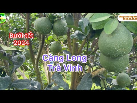 Bưởi Tết Tân An Càng Long Trà Vinh quá đẹp cây tơ ít trái vẫn không xồ