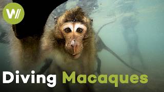 Thailand's Diving Monkeys: Meet the Crab-Eating Macaques That Swim and Dive (Documentary, 2020)