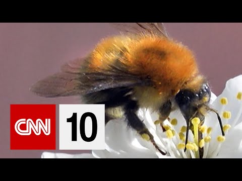 Why Are Bees Disappearing Around The World?