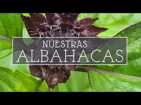 , title : 'Cómo obtener SEMILLAS de ALBAHACA | variedades y usos'