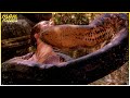 Mighty Anaconda Kills The Skipper