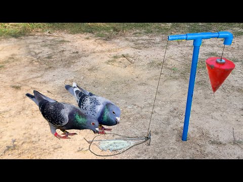 Creative Method Unique Pigeon Trap Using PVC Pipe & Black Wire - How To Set Up Bird Trap