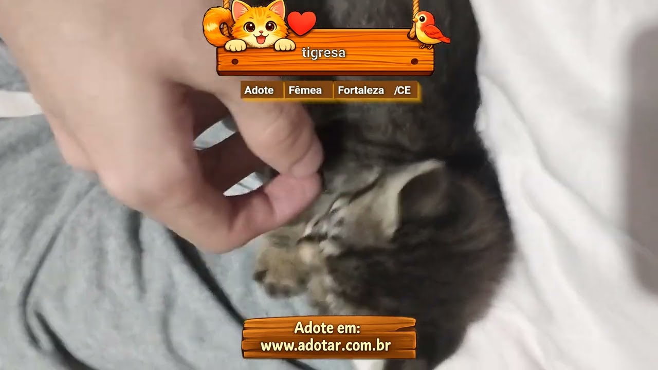 Gato raça SRD-ViraLata idade Abaixo de 2 meses nome tigresa