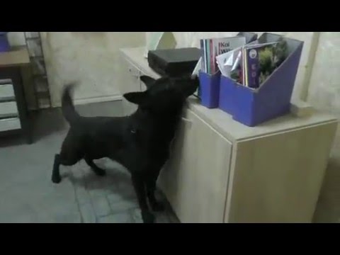 Ackey Levemar Holandsko