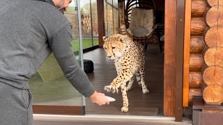 Как снимается новое видео с гепардом Гердой! 