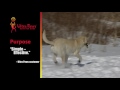 Видео о товаре Snow and Go, зимняя обувь для собак / Ultra Paws (США)