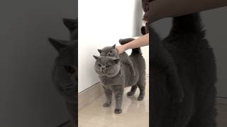 Download lagu Numpuk 2 kucing gosong guys, akibat gak pake sun screen, jadinya item gitu ya Zac😆 #cat #sunscreen mp3