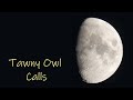 Owl Sounds Tawny Owl Male And Female Call Comparison