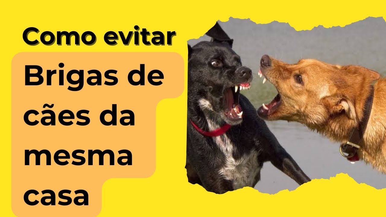Brigas de cães da mesma casa. Como evitar ?
