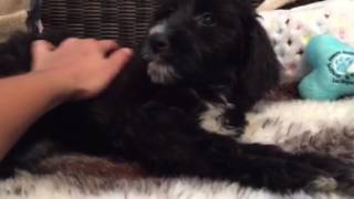 Lovely, black & white Aussiedoodle