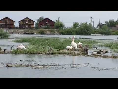 Excursie în Delta Dunarii la Mila23, unde am găsit 4 pelicani care stau de paza la intrarea în sat