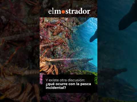 El océano que Chile puso en pausa (I): la disputa política por los parques marinos de Juan Fernández