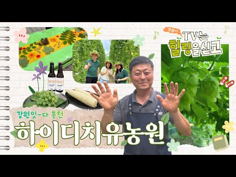 [힐링티비] 강원잇다 X 홍천 / K-홉(Hops)을 아세요? ㅣ홉리스모자 만들기ㅣ취하는 로맨스 l 홉잎 에코프린팅ㅣ수제맥주 시음ㅣ힐링ㅣ공무원 브이로그