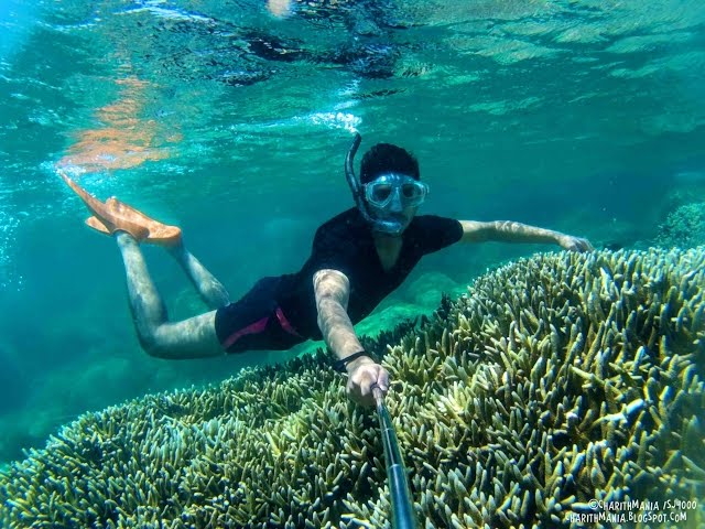 Snorkeling with Coral Reef Fish - Pigeon Island - Trincomalee