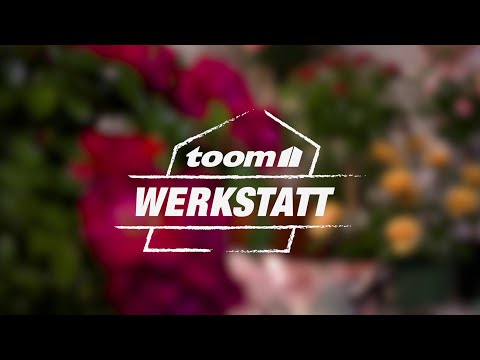 toom Pflanzentipps: Rosen für zu Hause | toom Baumarkt