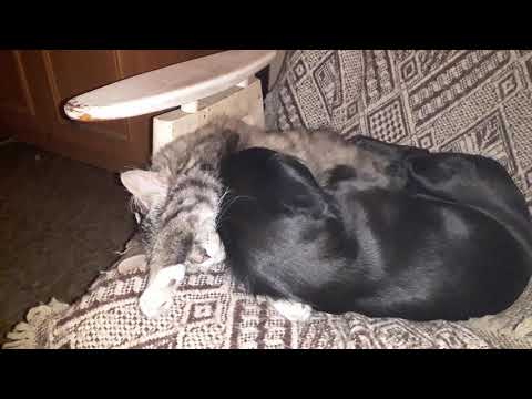 2019-04-11 Louis a Janis