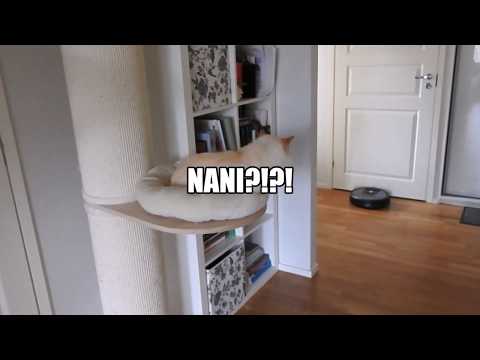 Roomba 975 iRobot and my cat meet for the first time