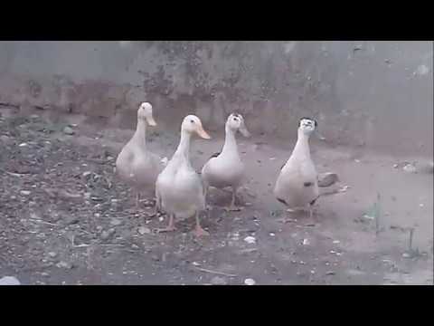 Rooster Crowing Compilation Plus 2020