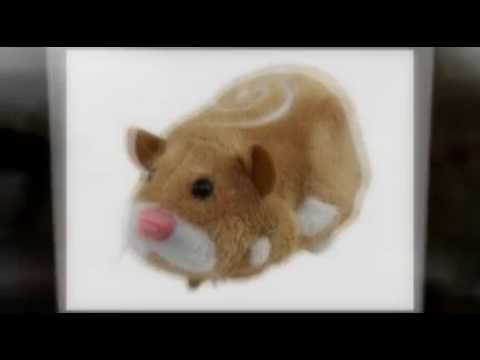 ZhuZhu Pets : Animaux de la For�t Wii