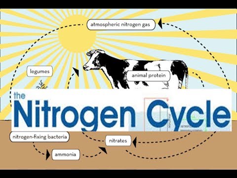 Nitrogen Cycle Steps ,Nitrogen Cycle animation video