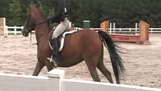 Portia Trillium.Hunter Jumper