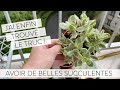 The Best 19 Succulente Fleur Rouge