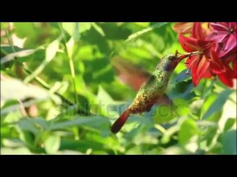 Vera Peci - vilsen fågel