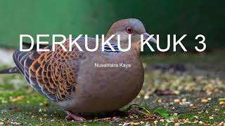 SUARA DERKUKU KUK 3 SUARA DERKUKU KUK 3
