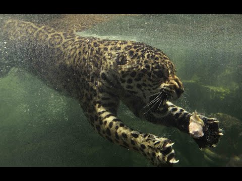 TOP | Most Powerful Big Cats on Earth | Attacks Compilation
