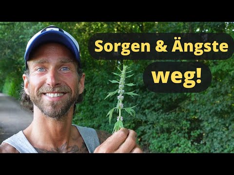 Wie DIESE Heilpflanze Dein Leben verbessert: Herzgespann bei Herzbeschwerden, Nervosität & Ängsten
