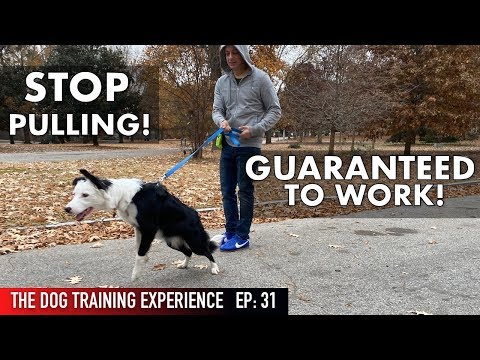 how to train dog to stop pulling
