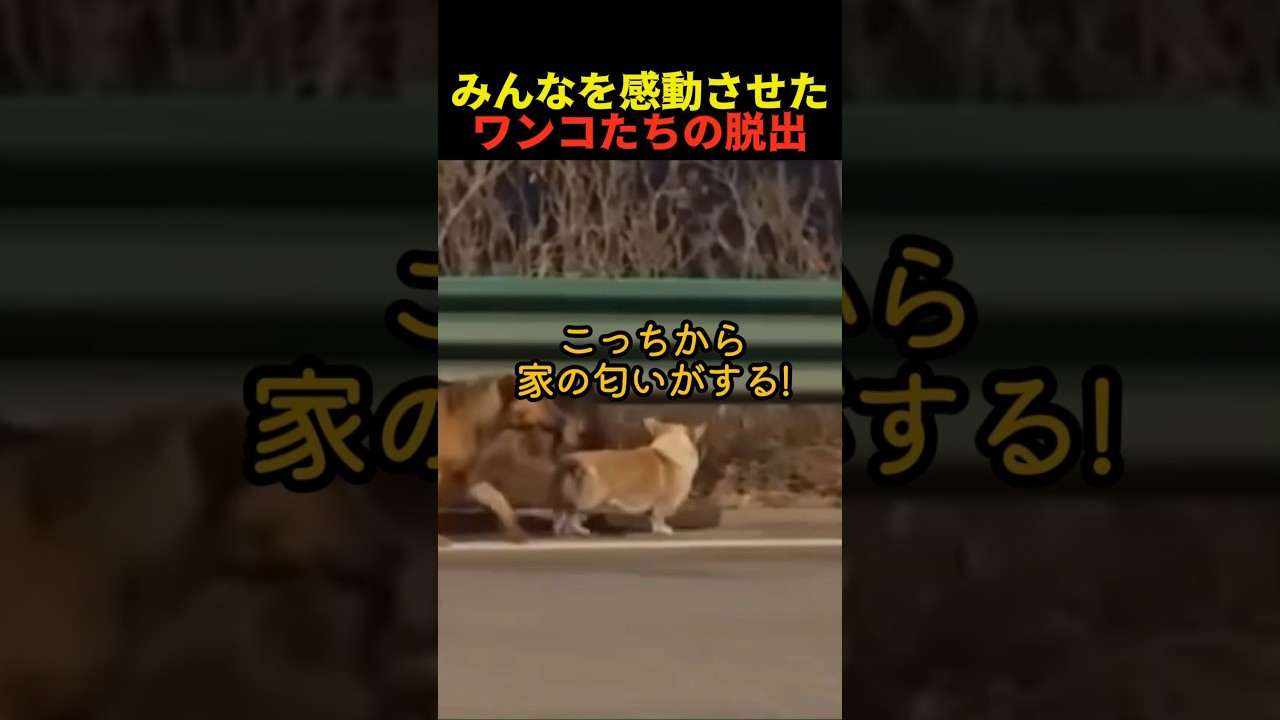 みんなを感動させたワンコたちの脱出