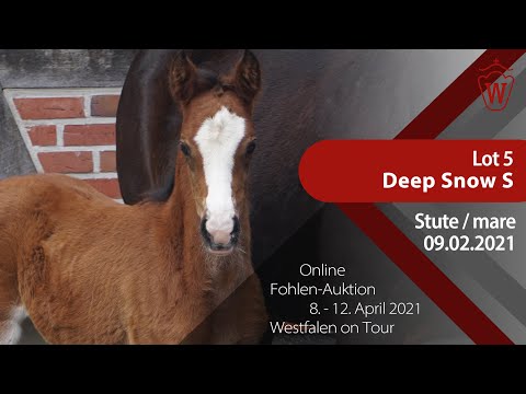 Fohlen-Auktion "Westfalen on Tour" 8.-12. April Lot 5 Deep Snow S Stute v. D Gold AT-Diamond Touch