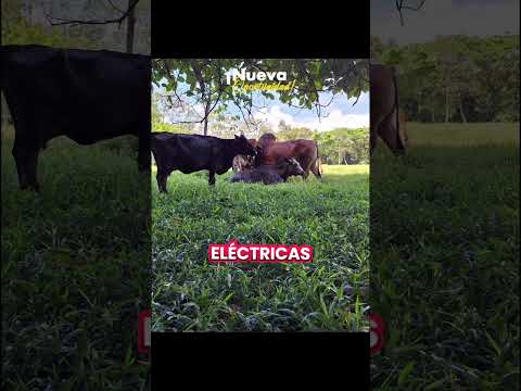 finca productiva san juan de arama meta, 18.9 has, #sanjuandearamameta #fincaproductiva #fincallanos