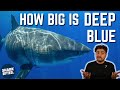 Is Deep Blue Really The BIGGEST Great White Shark?