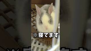 トイレの上がお気に入り？もちもちにくつろぐ子うさぎ塩ちゃん🐰 #shorts