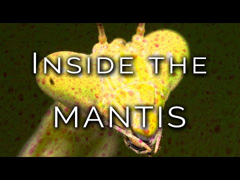 841-PL_IT Katy, Inside the MANTIS - Hipnoza Ezoteryczna ∞ Lucio Carsi