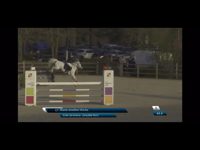 A vendre hongre New Forest  11 ans  classé en AS élite