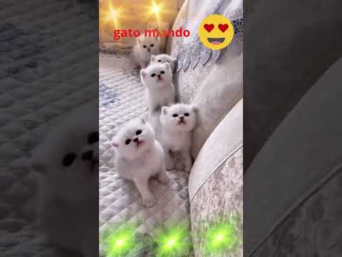 Gatos miando AJUDE com  0,10 CENTAVOS PIX  82 987114021