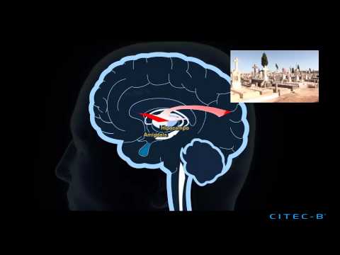 La esquizofrenia (4) - Teorías neuroquímicas